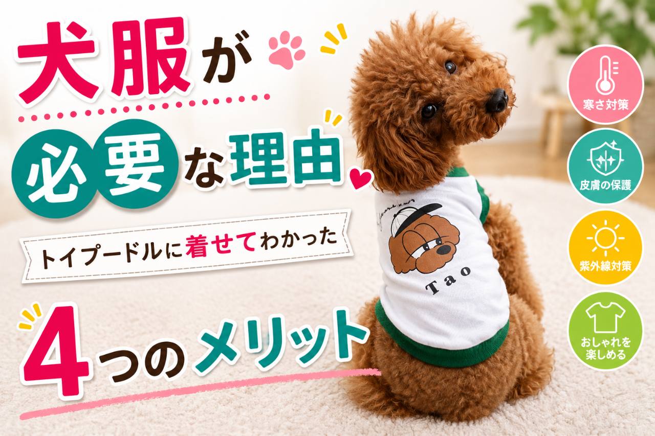 犬服が必要な理由とトイプードルに着せて感じたメリット