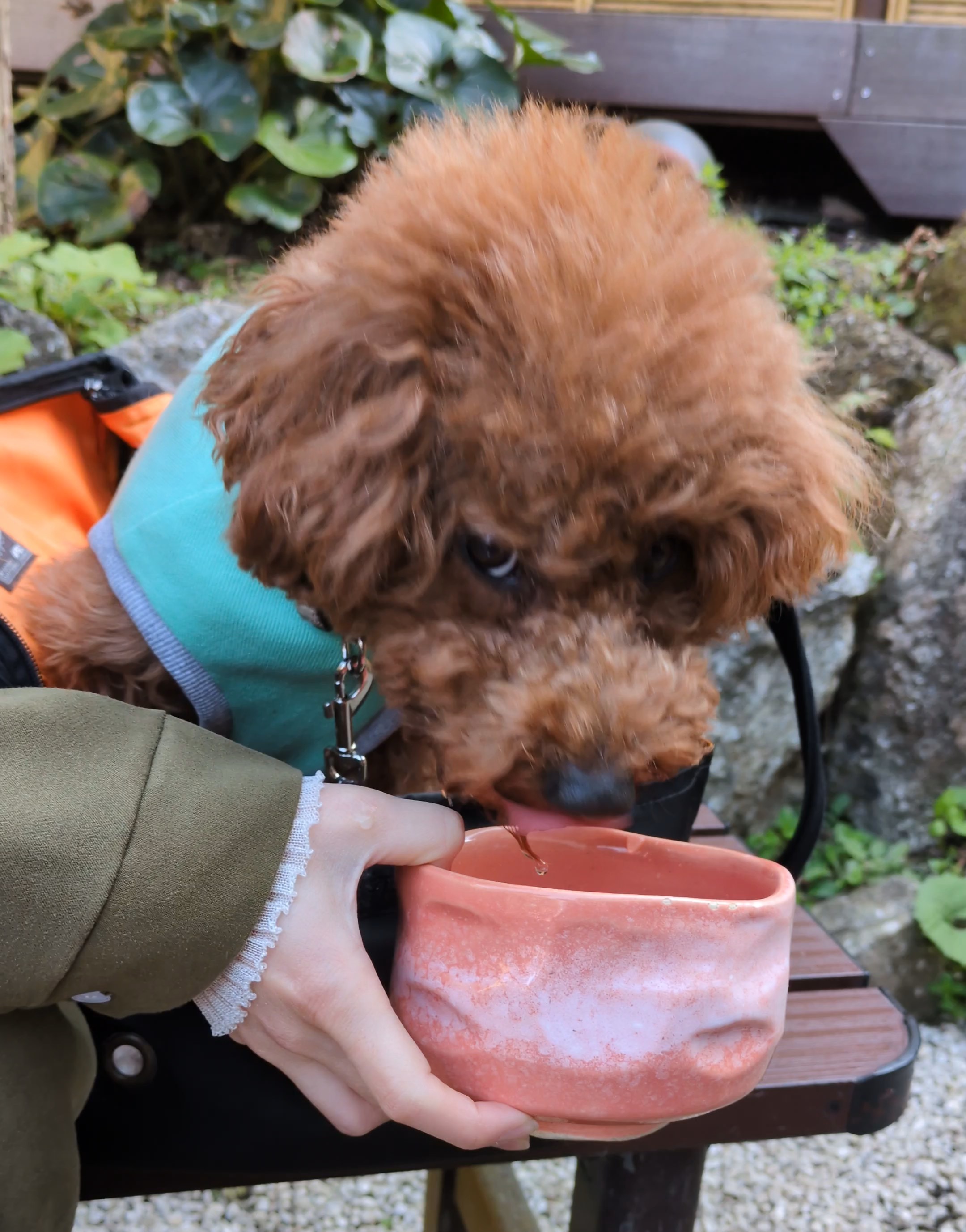 島の茶屋あぶらやで愛犬にお水を提供してもらっている様子