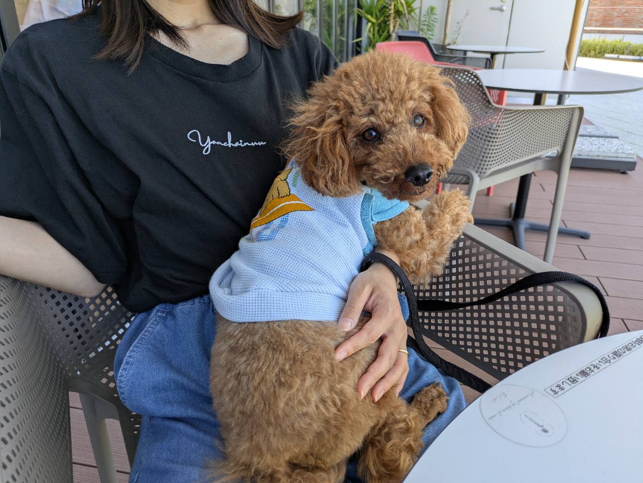 テラス席で飼い主の膝の上でくつろぐ愛犬