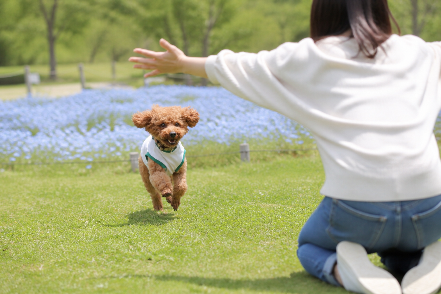 芝生を駆けるトイプードル