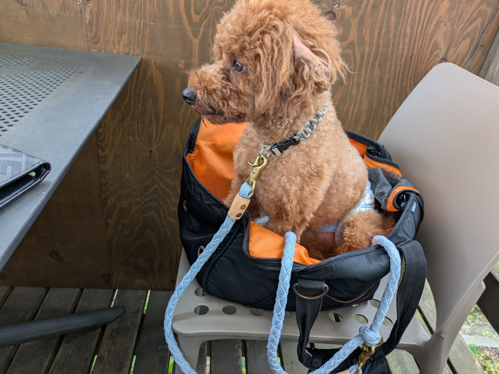 テラス席のイスに置いたトートバッグの中で過ごす愛犬