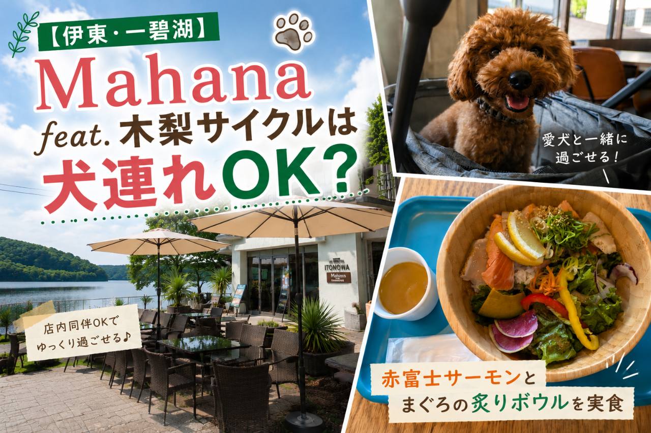 一碧湖のMahana feat.木梨サイクルを愛犬と訪れ、赤富士サーモンとまぐろの炙りボウルを紹介するサムネイル
