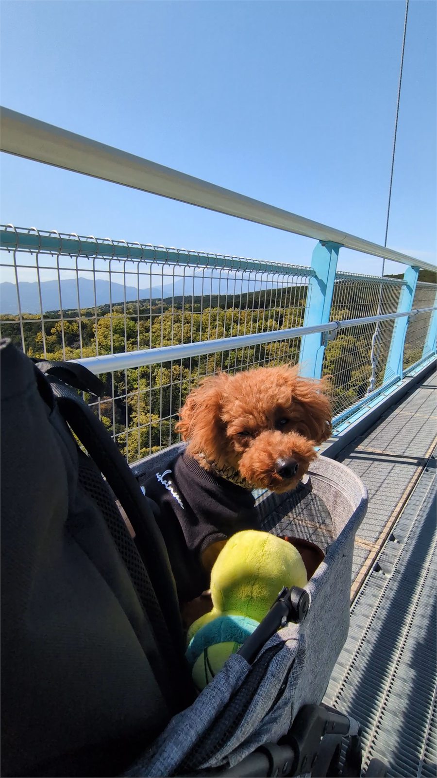ペットカートに入って三島スカイウォークの吊り橋を渡るトイプードルの愛犬
