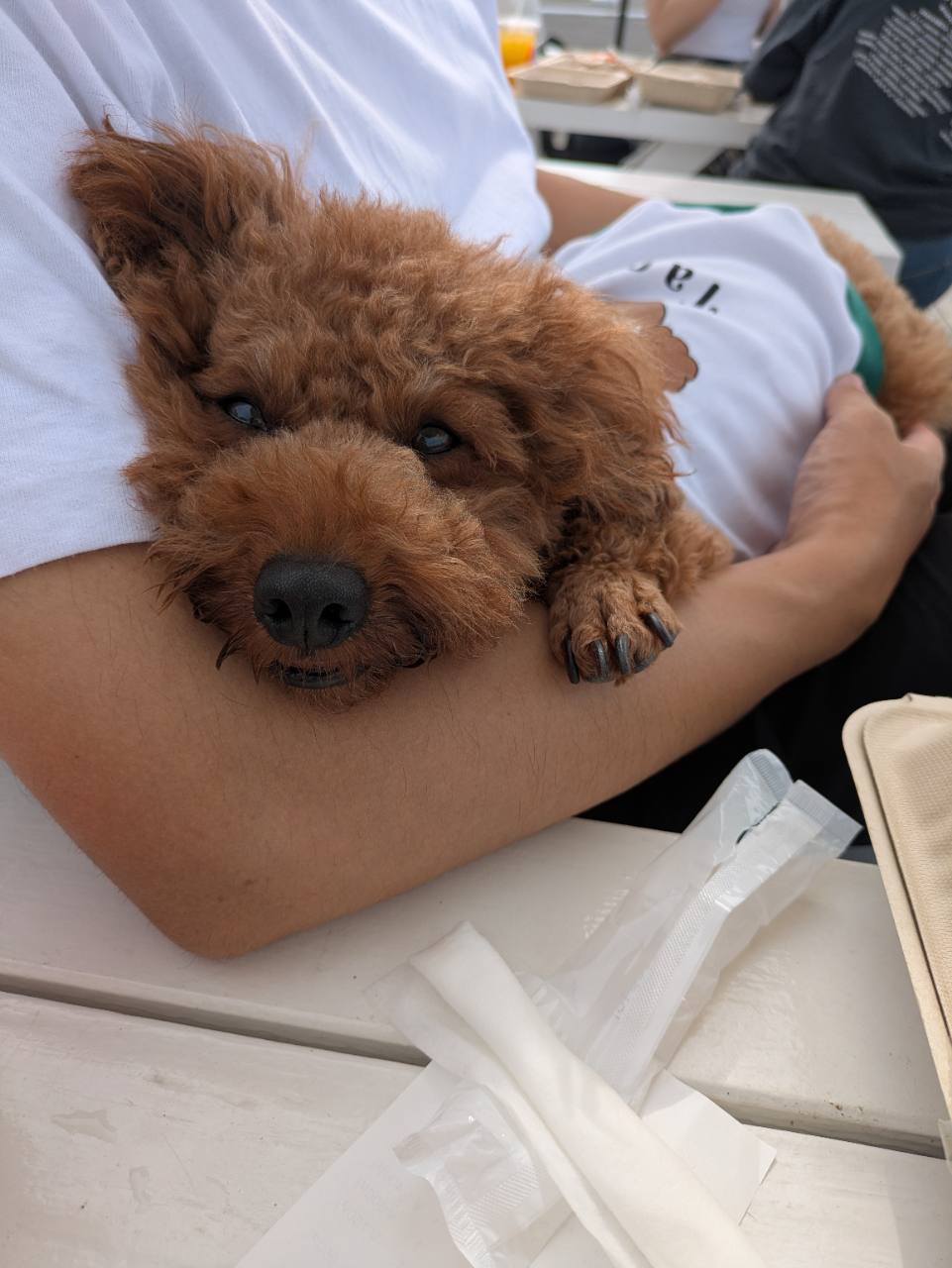 Pacific DRIVE-INのテラス席で飼い主の腕に体を預けてくつろぐ愛犬
