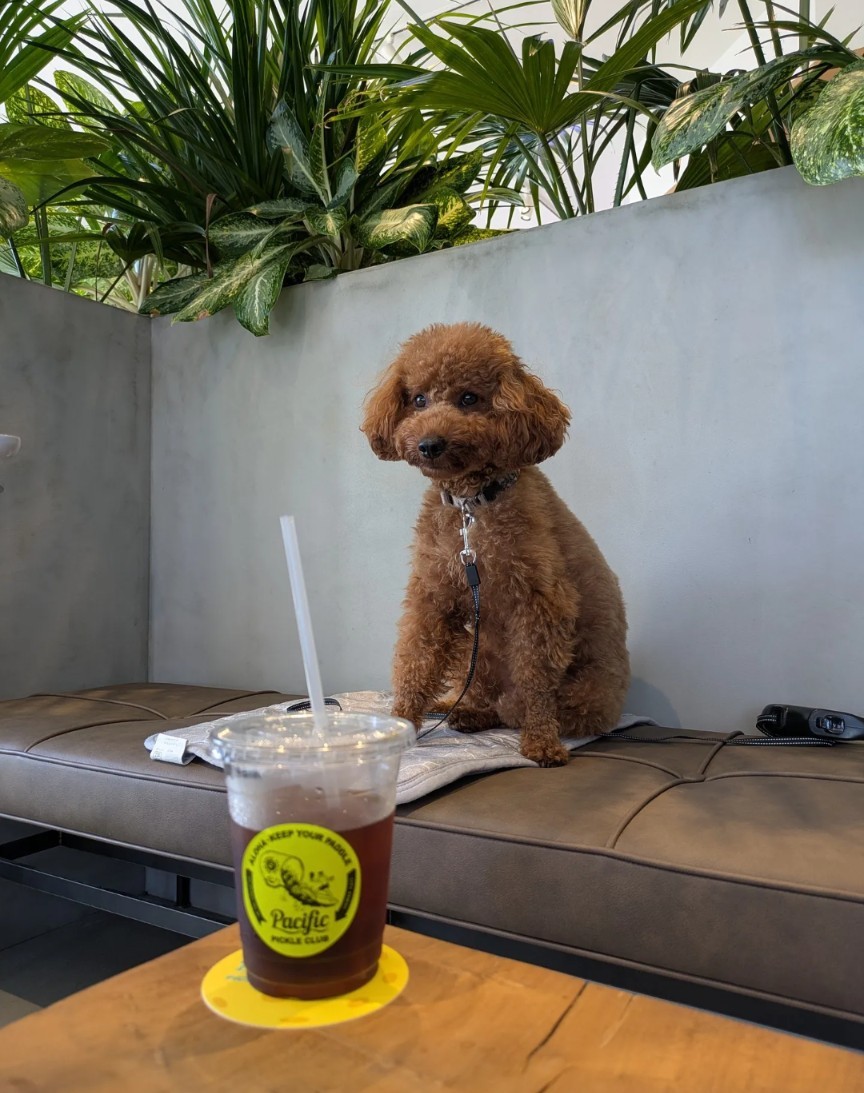 Pacific PICKLE CLUB 有明の店内ソファ席で愛犬とコーヒー