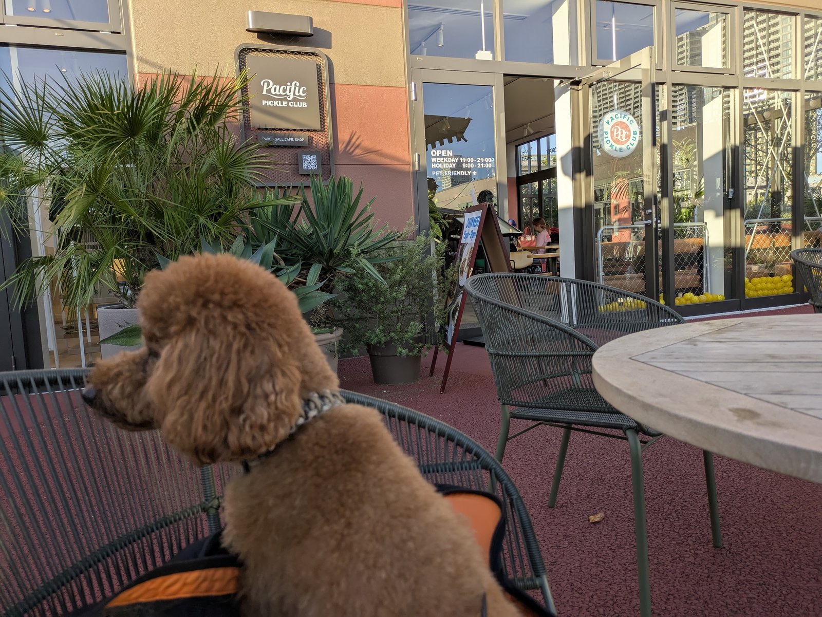 Pacific PICKLE CLUB 有明のテラス席と愛犬