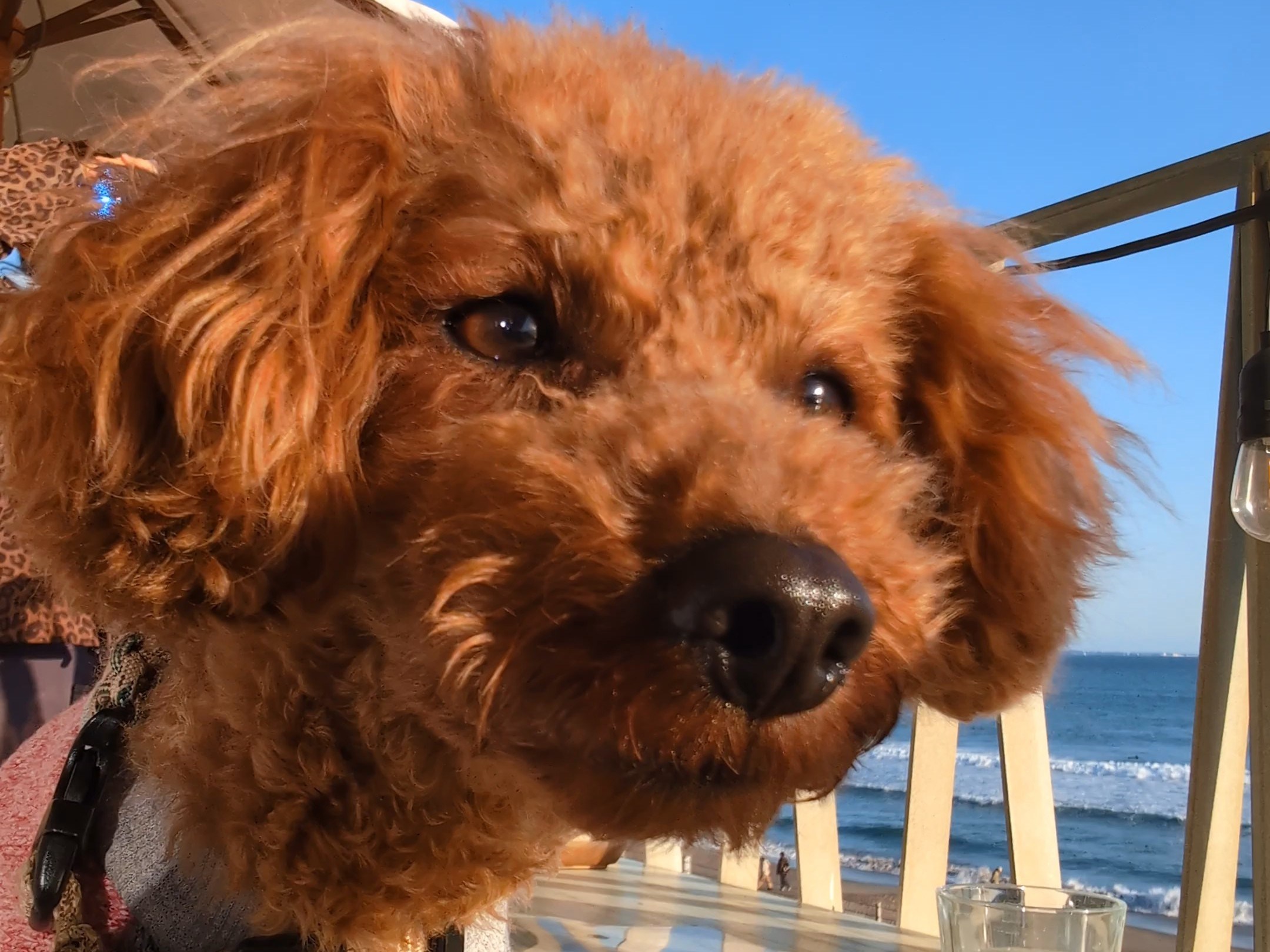 直近の愛犬の目元。涙やけが目立っていない状態の写真