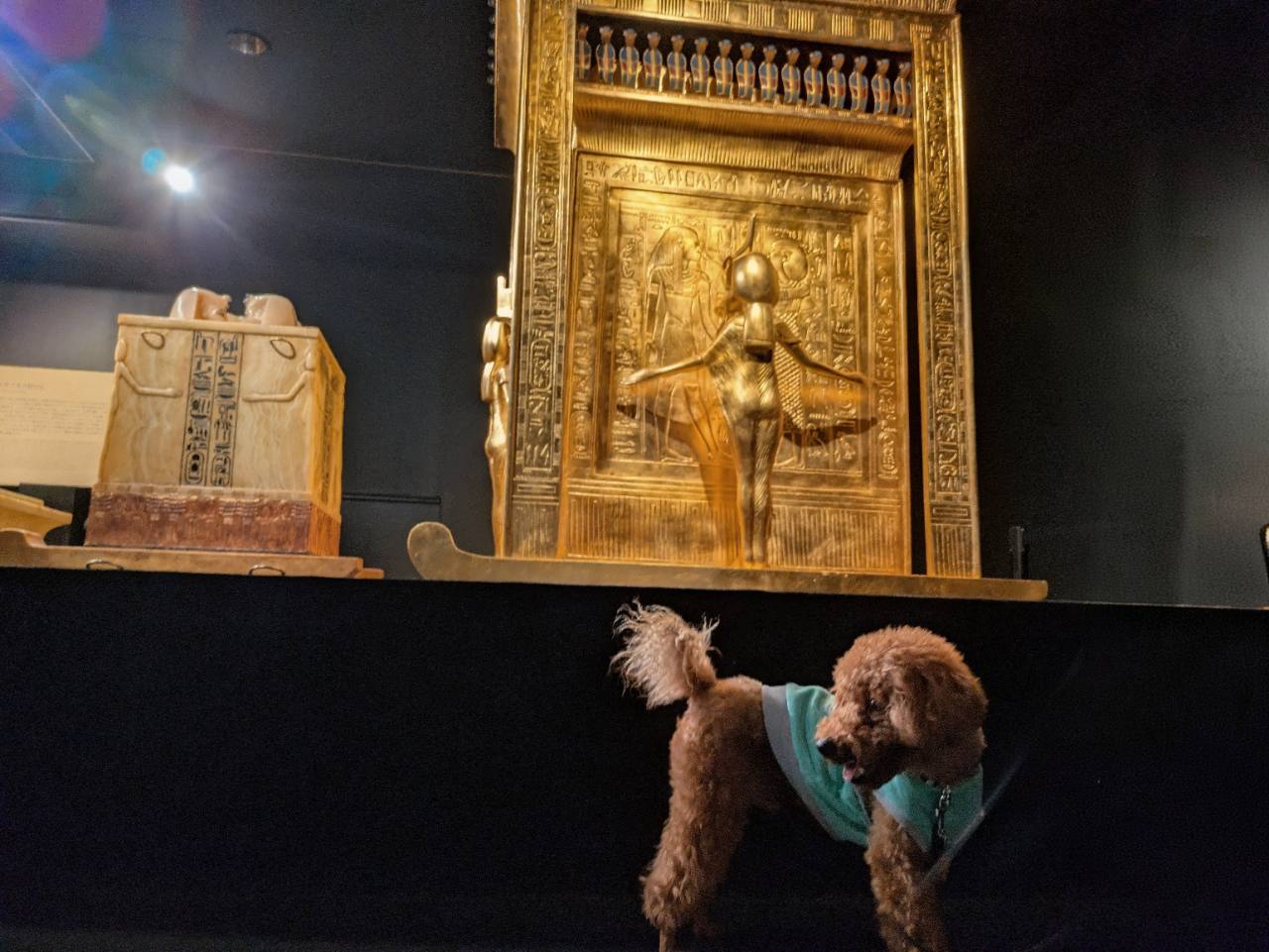 黄金の展示品の前を歩く愛犬