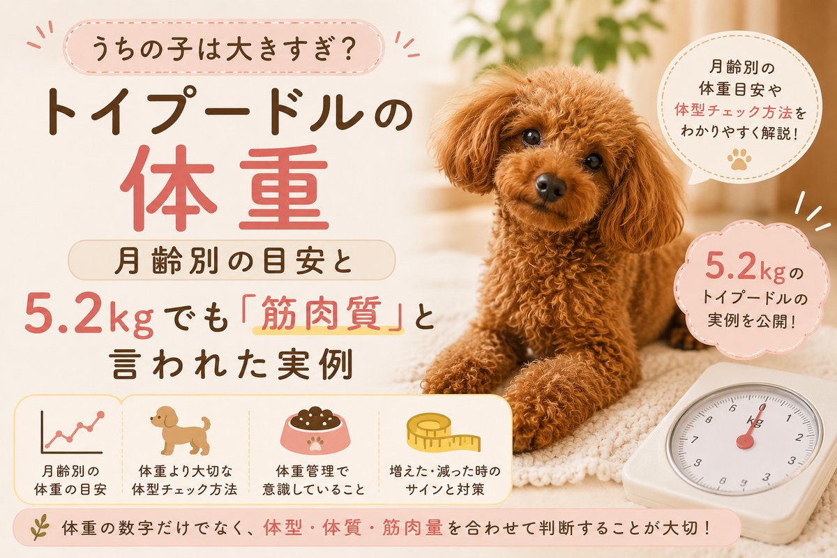 トイプードルの体重と月齢別の目安