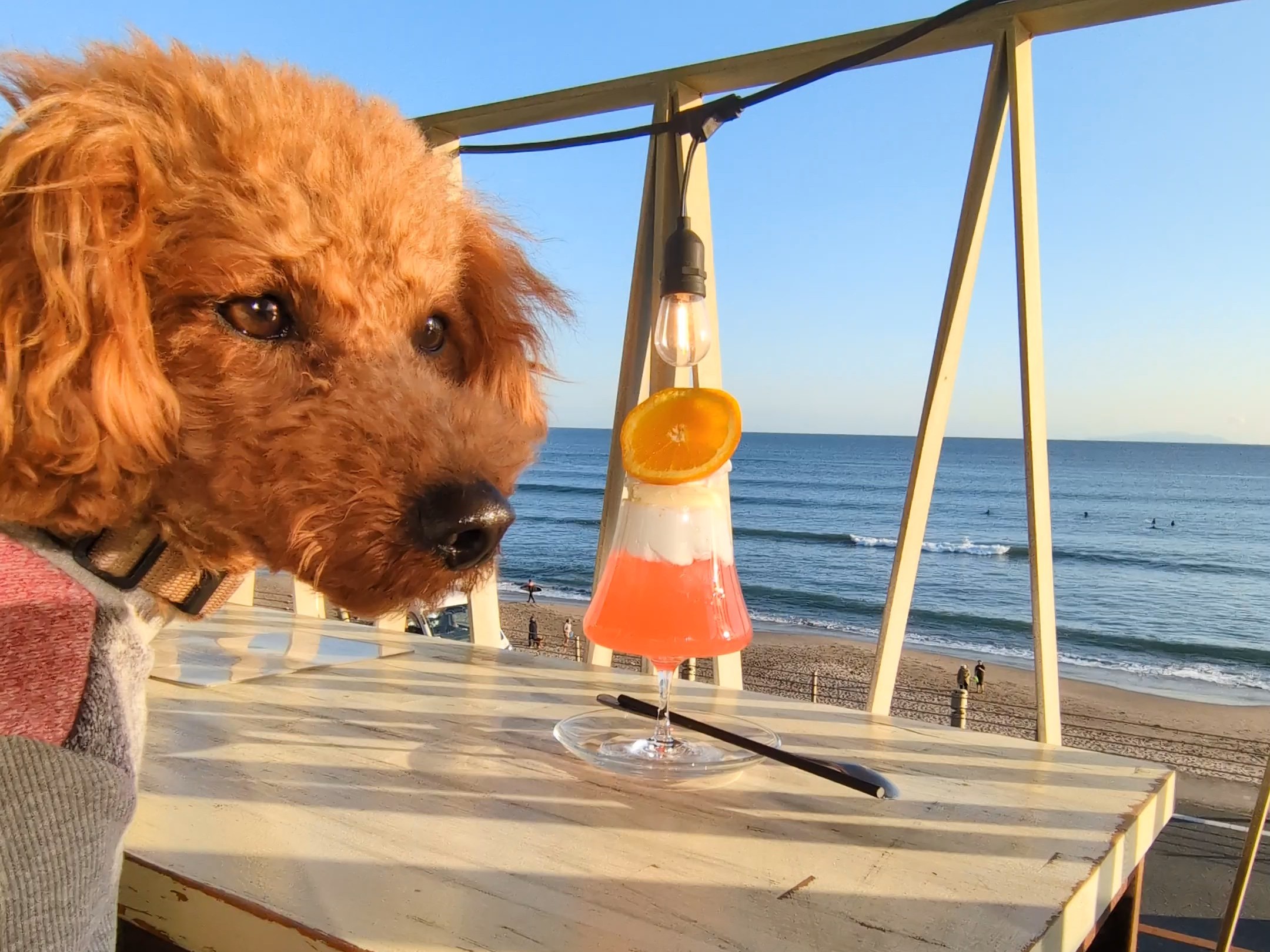 富士山サンセットカクテルを眺める愛犬と海の絶景
