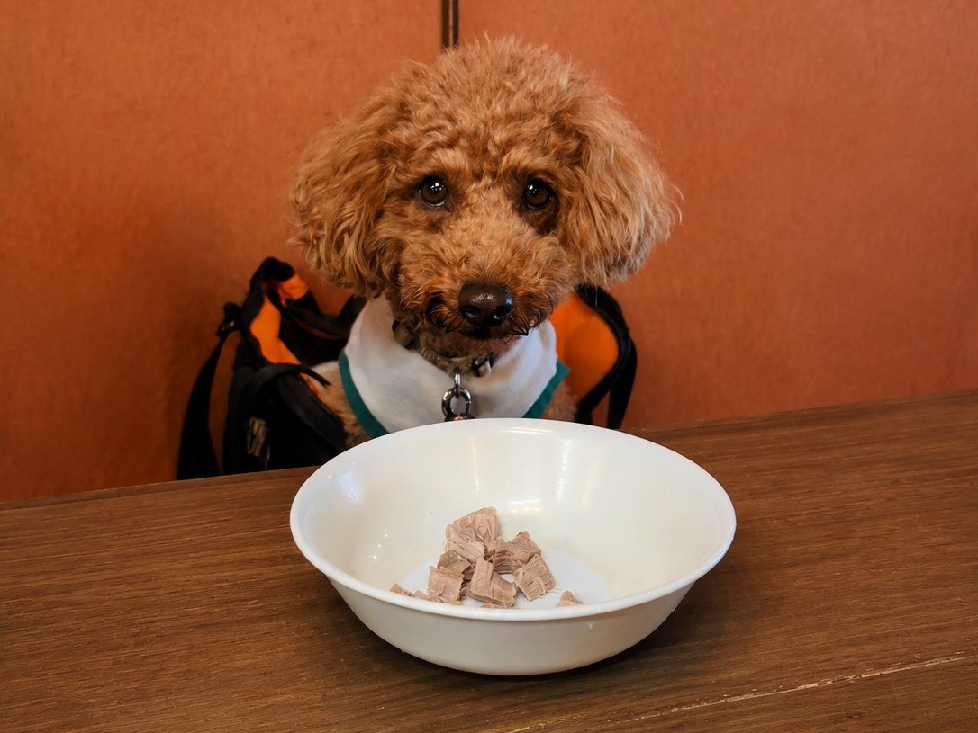 ボウルいっぱいのボイルマグロを前に目を輝かせる愛犬